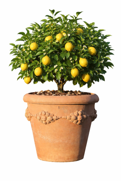 Pot rond en terre cuite d’Impruneta – fabrication artisanale italienne